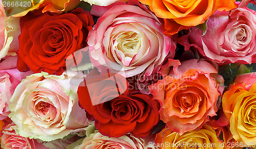 Image of Roses Background
