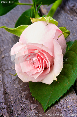 Image of Pink Rose