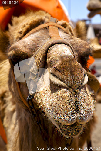 Image of sky timanfaya spain africa front brown dromedary bite in the vol