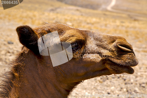 Image of timanfaya spain africa puppy brown dromedary bite  