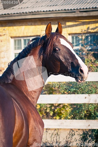 Image of Portrait bay horse in the paddock