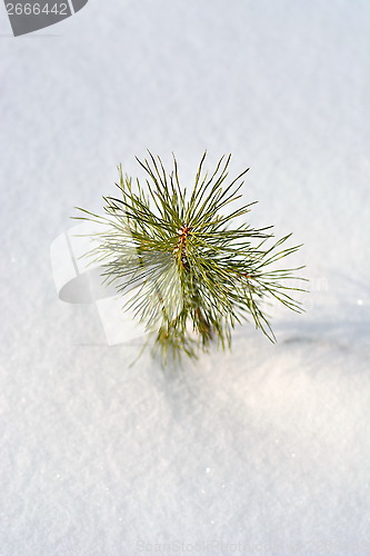 Image of Escape pine