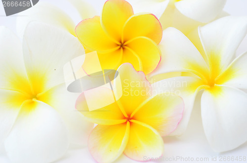 Image of frangipani flowers