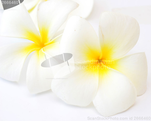 Image of frangipani