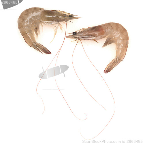 Image of raw shrimps