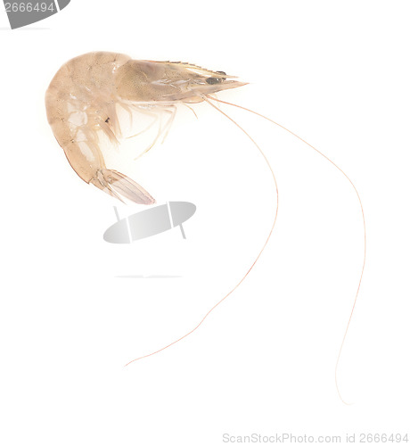 Image of raw shrimp