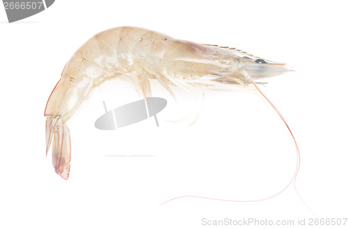 Image of raw shrimp