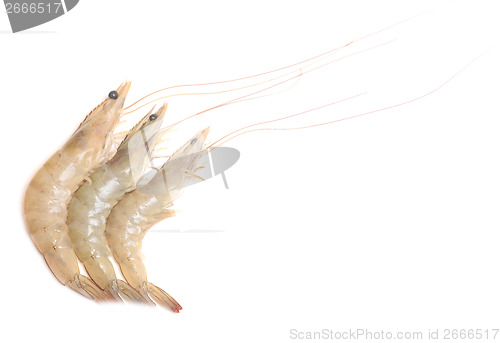 Image of fresh shrimps