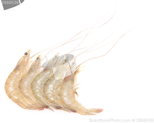 Image of raw shrimps