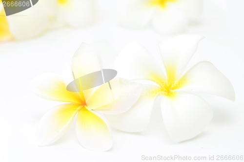 Image of frangipani 