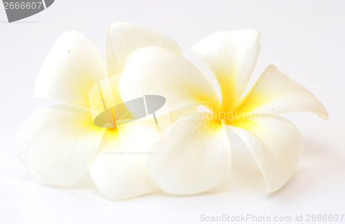 Image of frangipani flowers