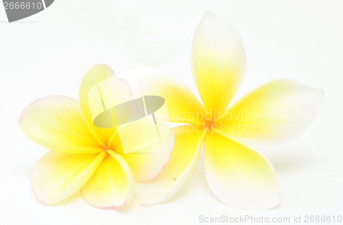 Image of frangipani