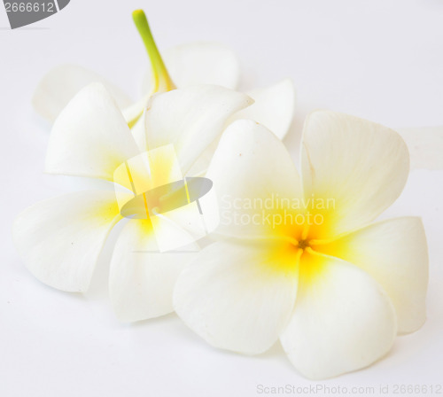 Image of frangipani