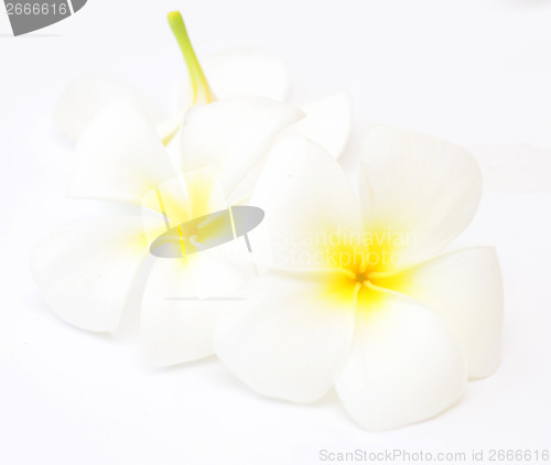 Image of frangipani