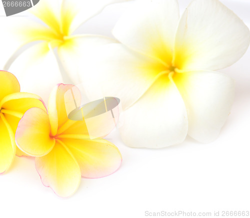 Image of frangipani