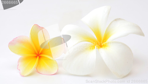 Image of frangipani