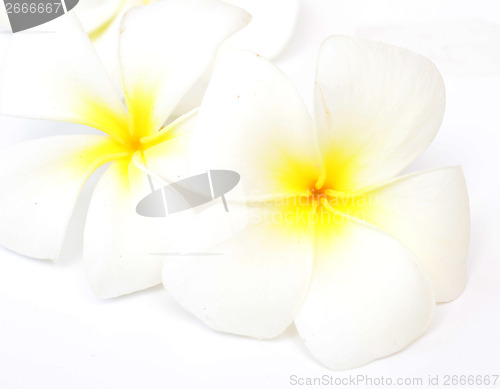 Image of frangipani