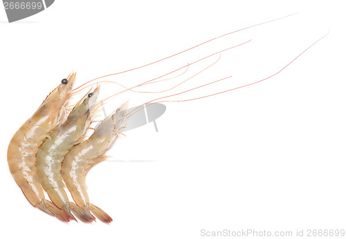 Image of shrimps