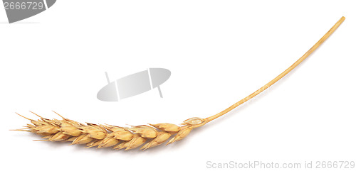 Image of wheat 