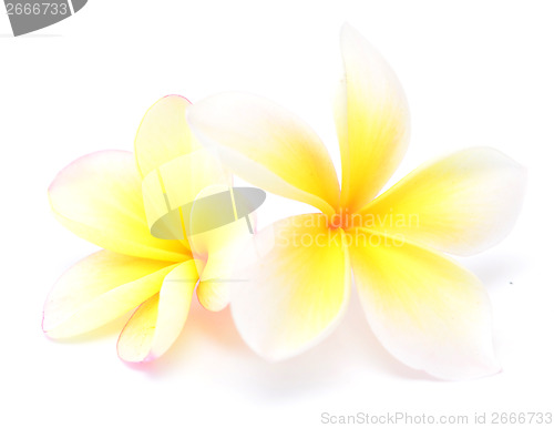 Image of frangipani