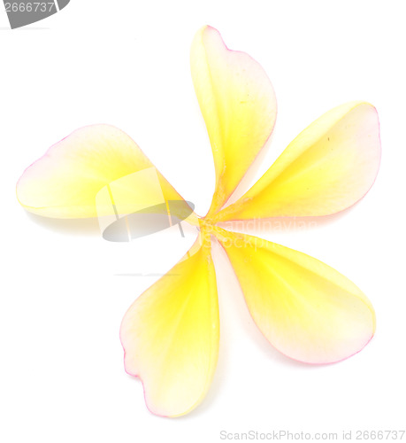 Image of frangipani