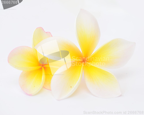 Image of frangipani