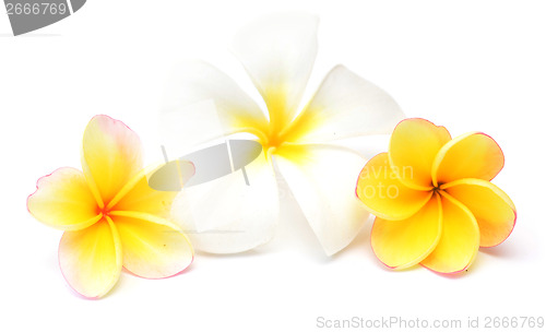 Image of frangipani