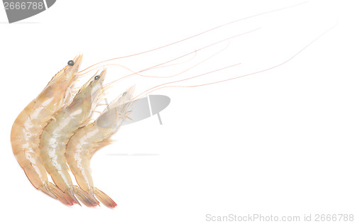 Image of shrimps