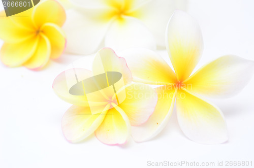 Image of frangipani