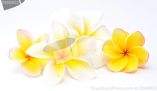 Image of frangipani