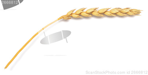 Image of wheat