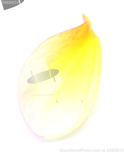 Image of frangipani petal