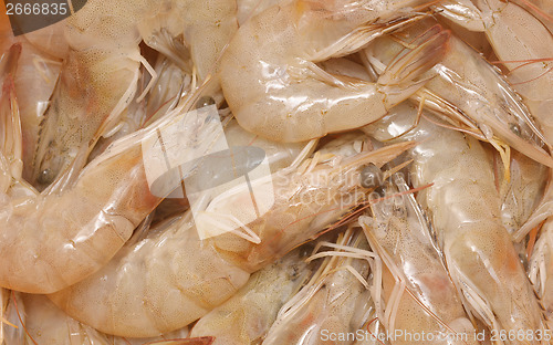 Image of fresh shrimps