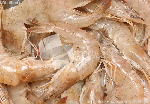 Image of raw shrimps