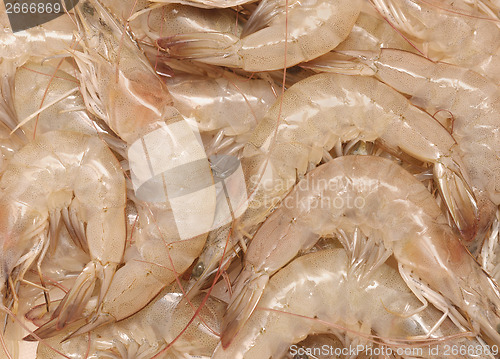 Image of raw shrimps