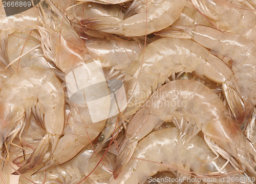 Image of raw shrimps