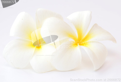 Image of frangipani flower