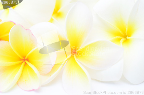 Image of frangipani