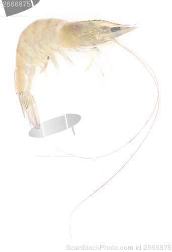 Image of raw shrimp