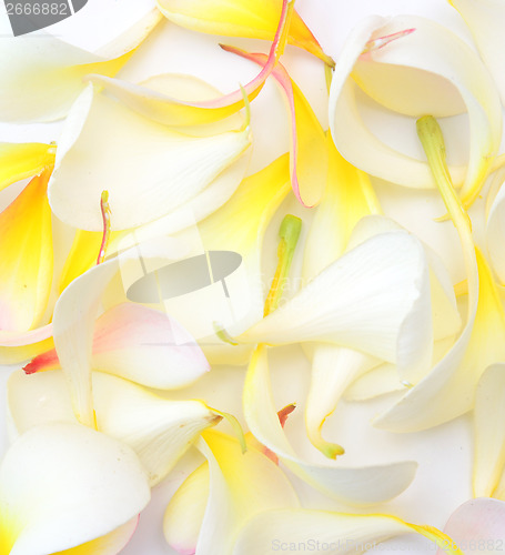 Image of frangipani