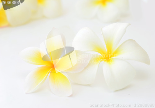 Image of frangipani