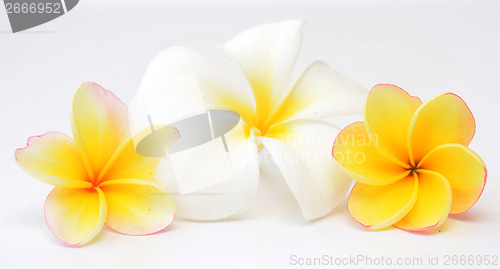 Image of frangipani