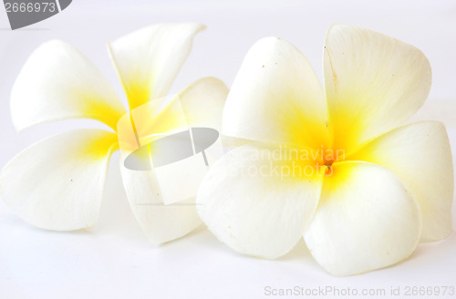 Image of frangipani