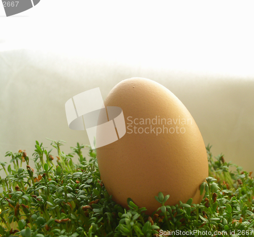 Image of egg on cress