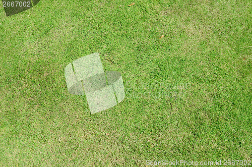 Image of green grass