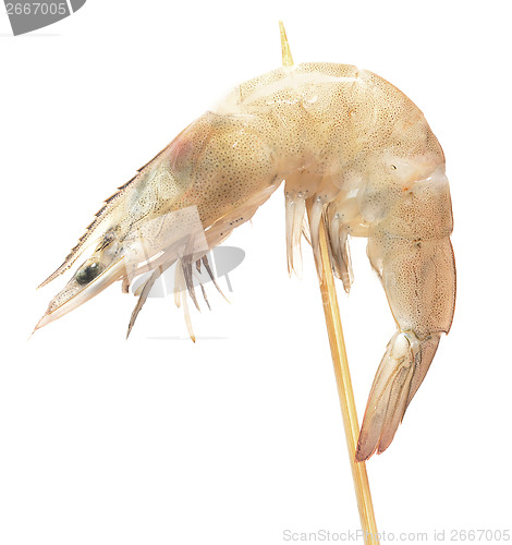 Image of raw shrimp