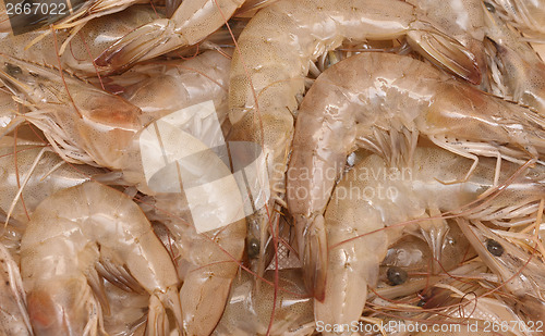 Image of raw shrimps