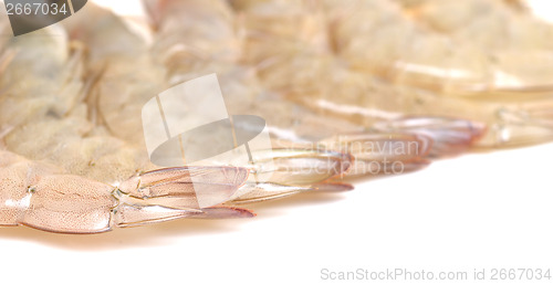 Image of shrimp tails