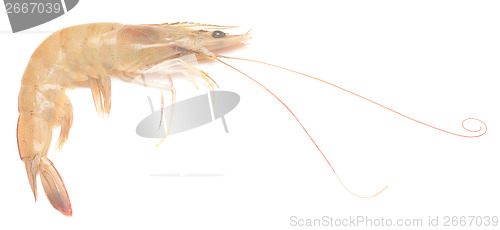 Image of raw shrimp