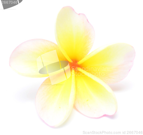 Image of frangipani